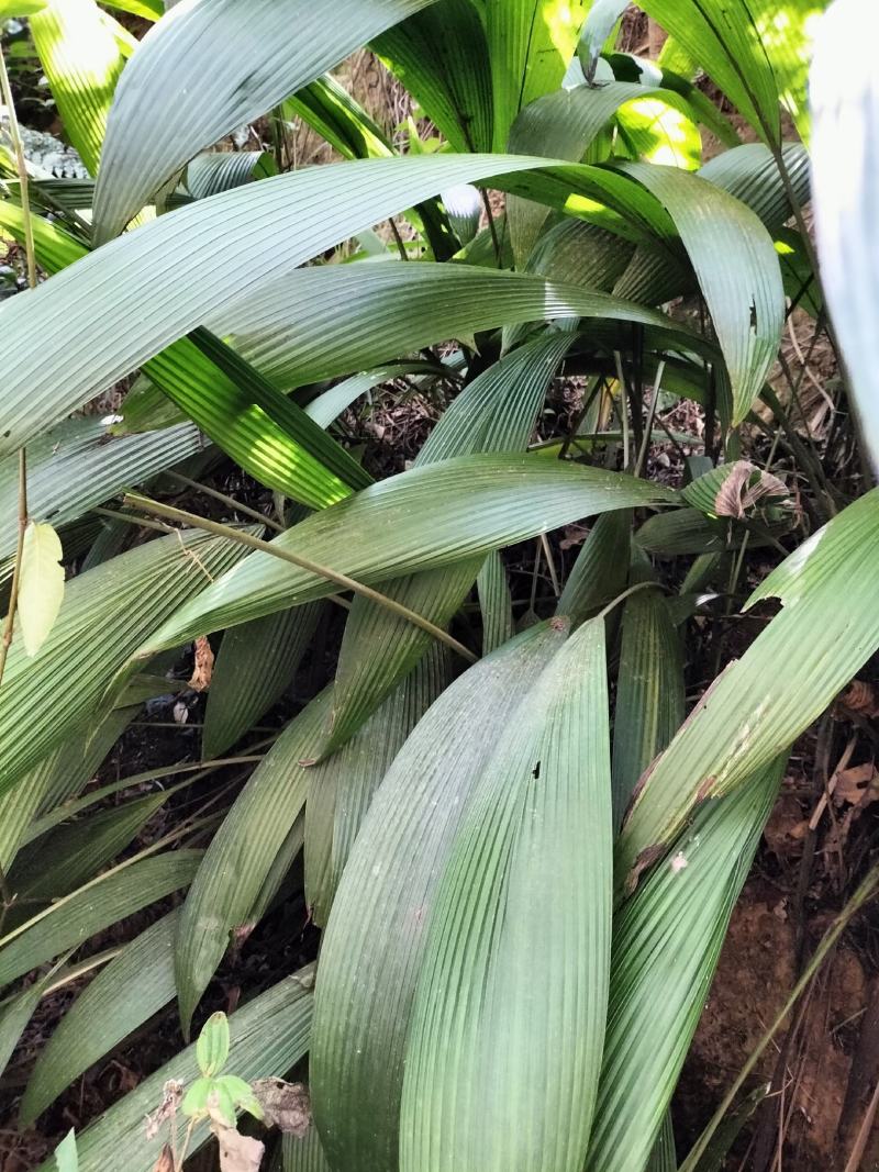 大叶仙茅，大地粽根，纯野生，现挖要的提前联系