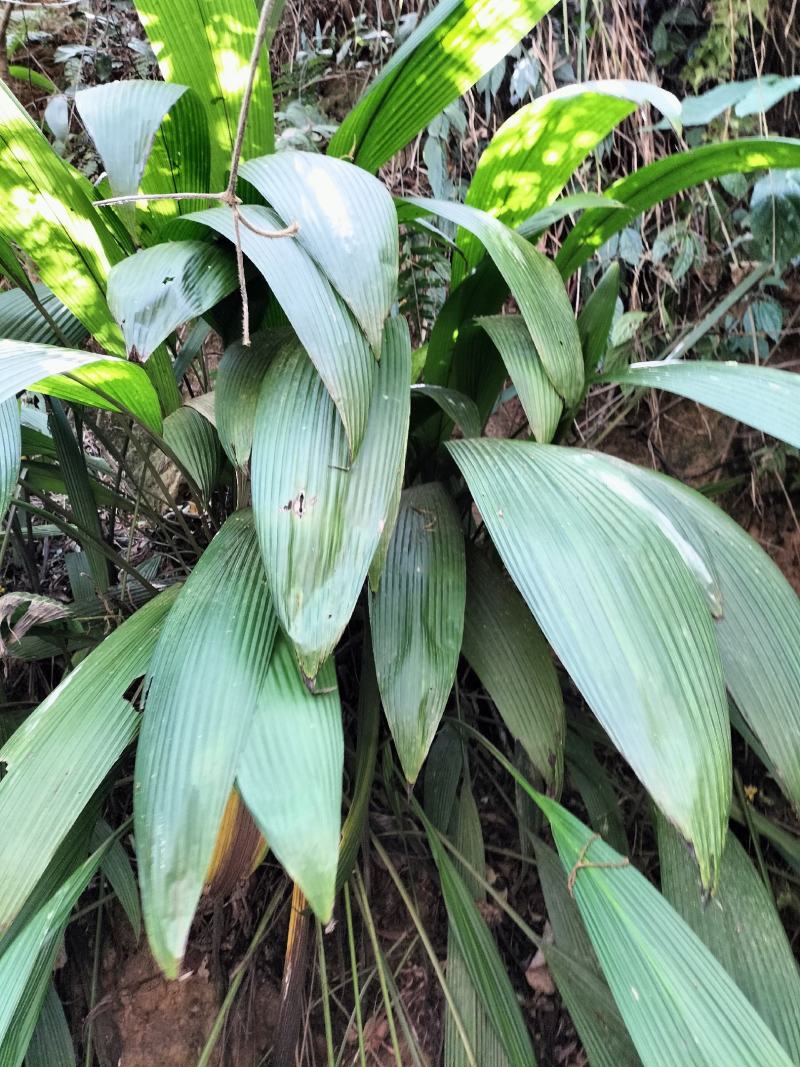 大叶仙茅，大地粽根，纯野生，现挖要的提前联系