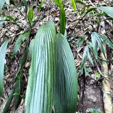 大叶仙茅，大地粽根，纯野生，现挖要的提前联系