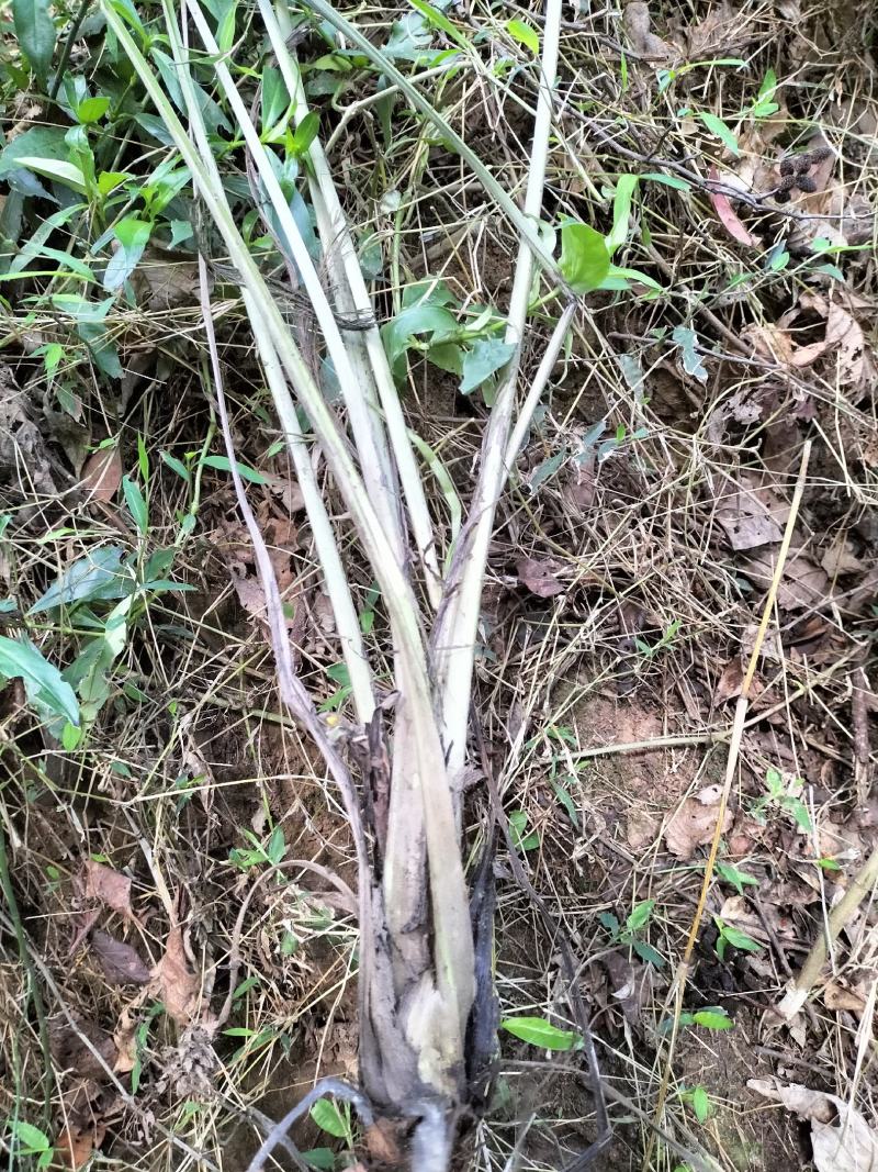大叶仙茅，大地粽根，纯野生，现挖要的提前联系