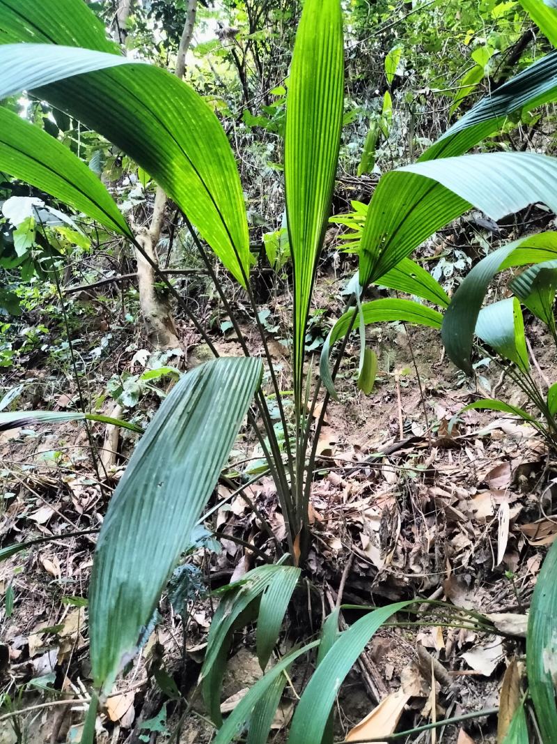 大叶仙茅，大地粽根，纯野生，现挖要的提前联系
