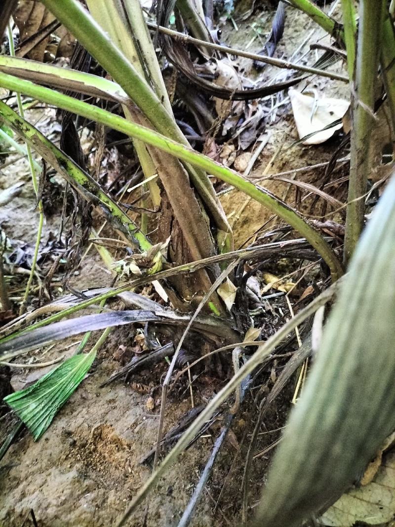 大叶仙茅，大地粽根，纯野生，现挖要的提前联系