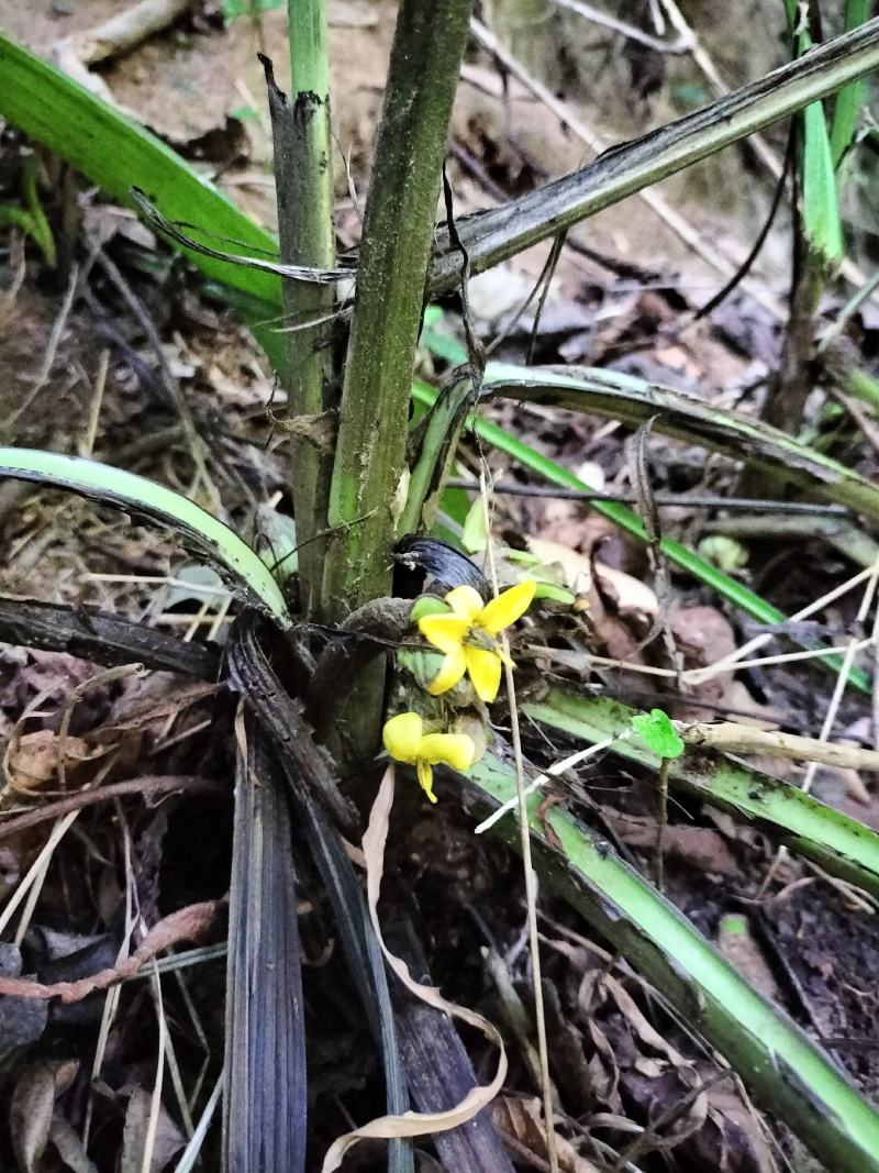 大叶仙茅，大地粽根，纯野生，现挖要的提前联系