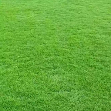 出售大叶油草,台湾草,马尼拉草