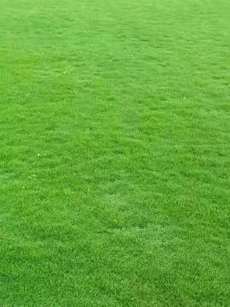 出售大叶油草，台湾草，马尼拉草