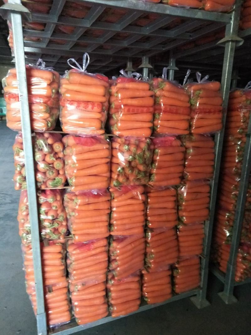 胡萝卜精品水洗大量供应国内出口