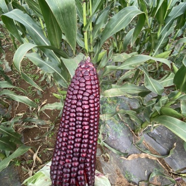 高原青花素黑甜玉米