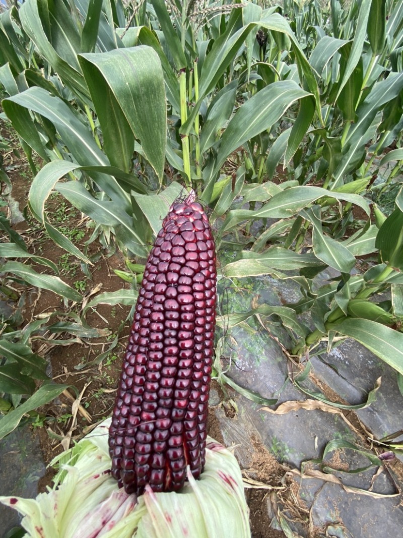 高原青花素黑甜玉米