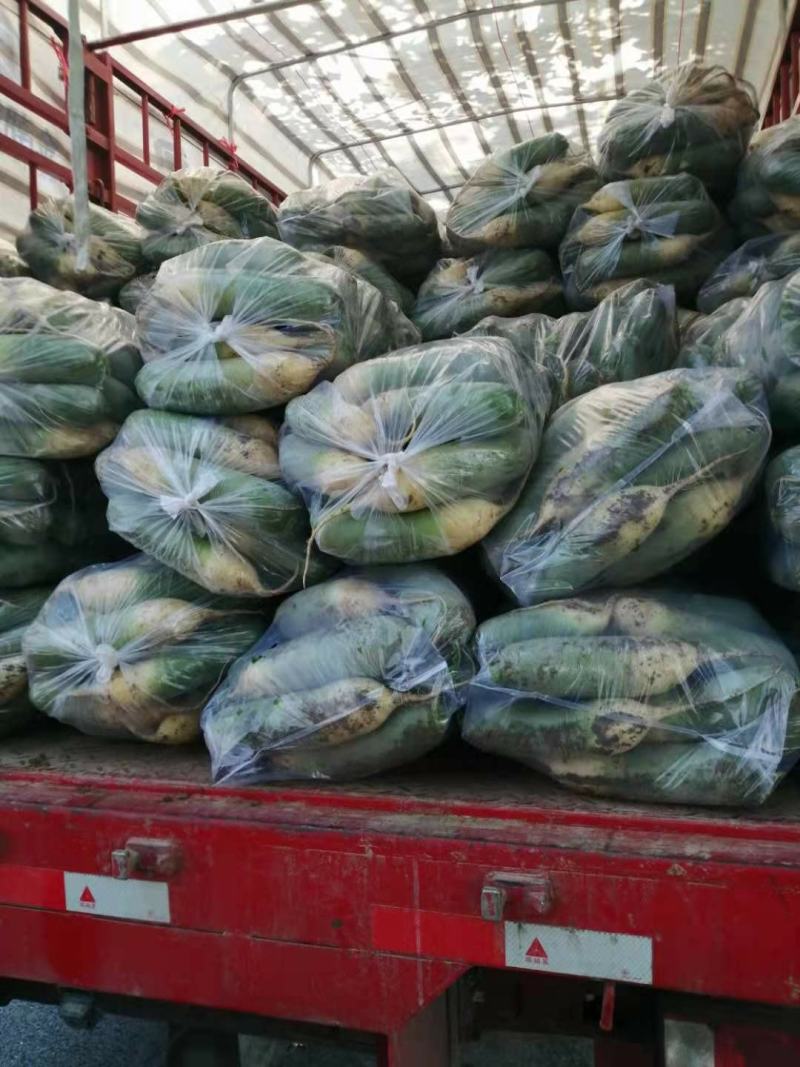水果萝卜大量供应口感很好，欢迎各位客商光临