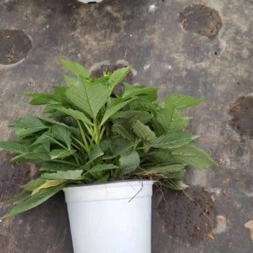 精品大丽花150盆，双色盆，观赏花木，绿化苗木