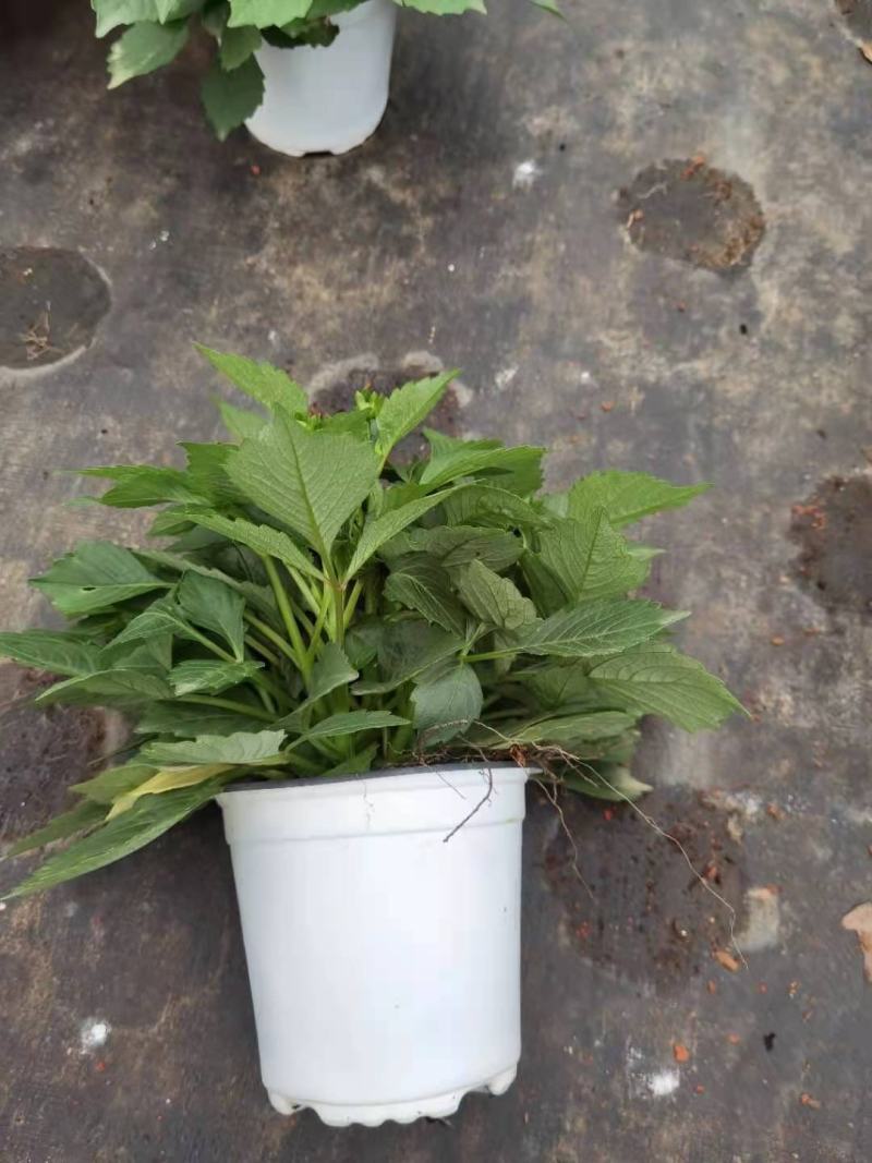 精品大丽花150盆，双色盆，观赏花木，绿化苗木