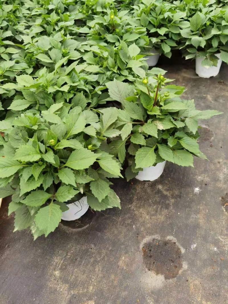 精品大丽花150盆，双色盆，观赏花木，绿化苗木