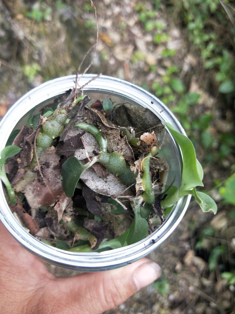 石蚕(石上藕)稀有植物(量不多)