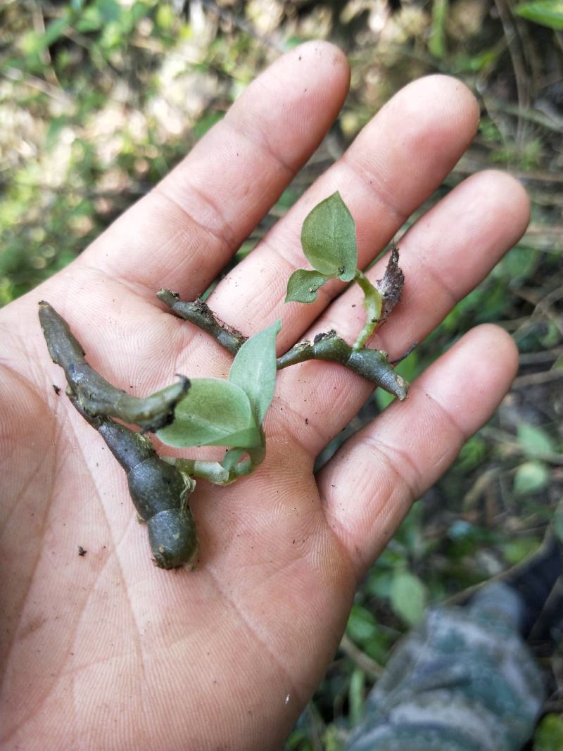 石蚕(石上藕)稀有植物(量不多)