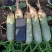 水果萝卜，新鲜货上市，产地直销，口感脆甜