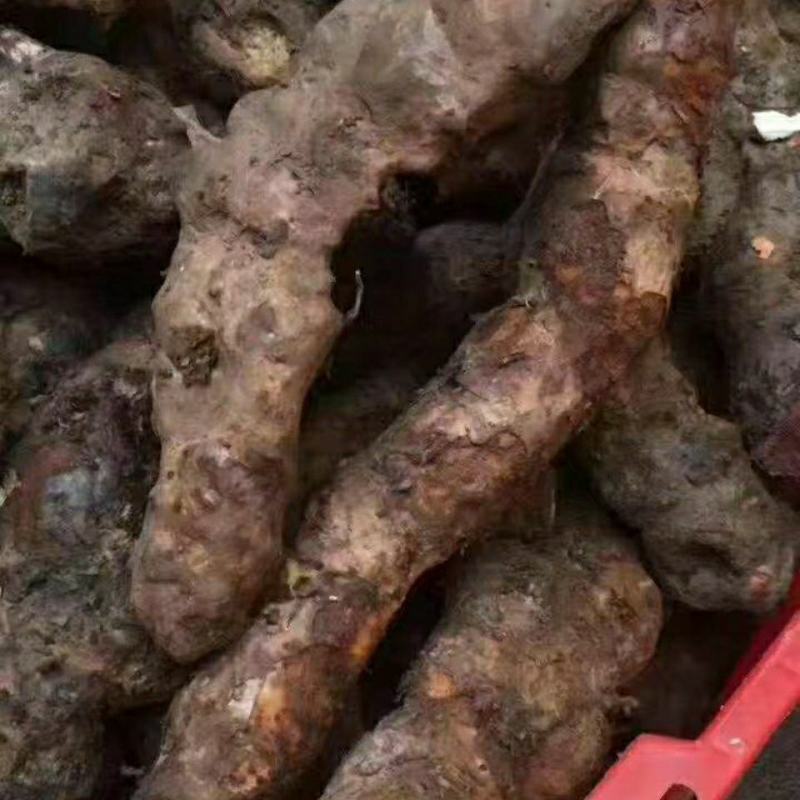野生土茯苓粉河源土茯苓粉客家土茯苓粉硬饭头粉