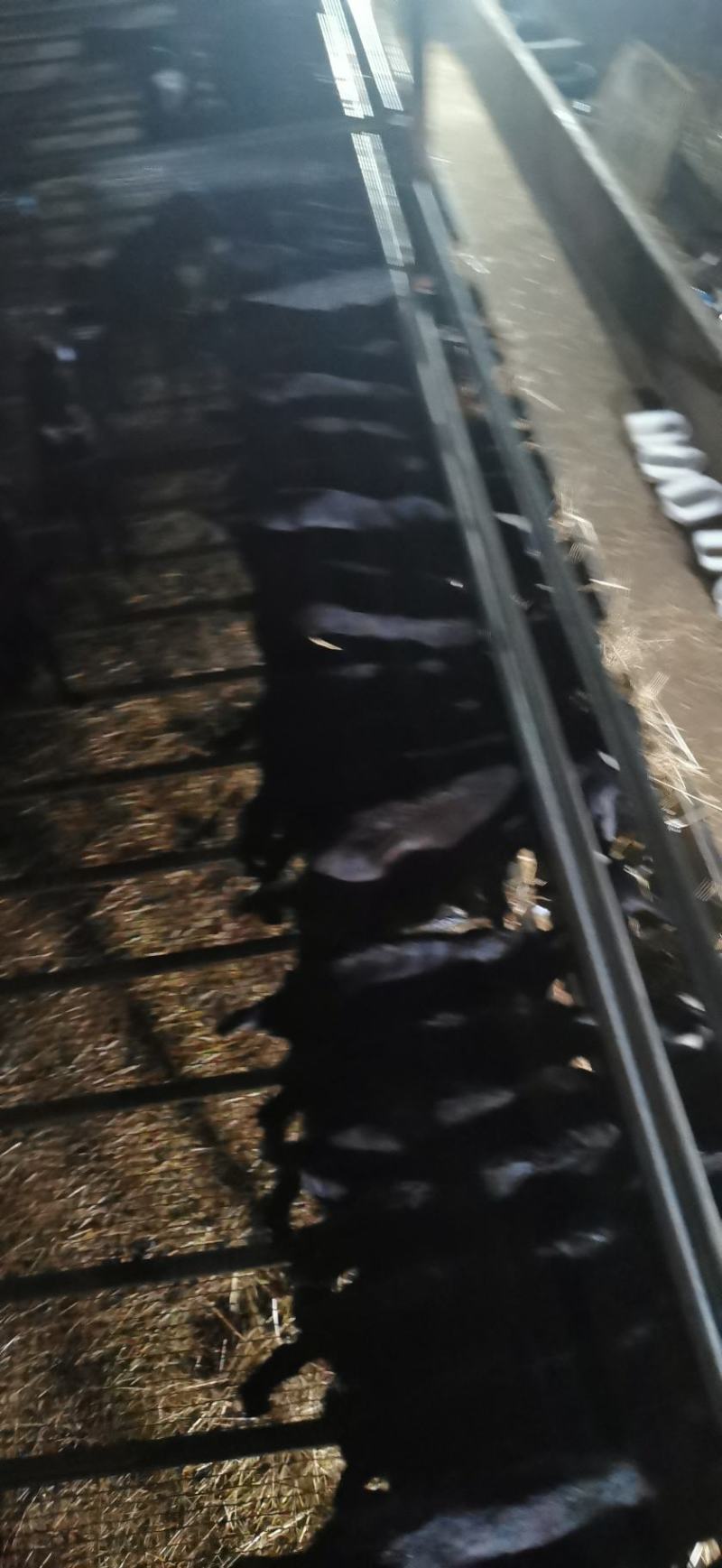 努比亚黑山羊黑山羊中耳大耳杂交羊滇西黑山羊
