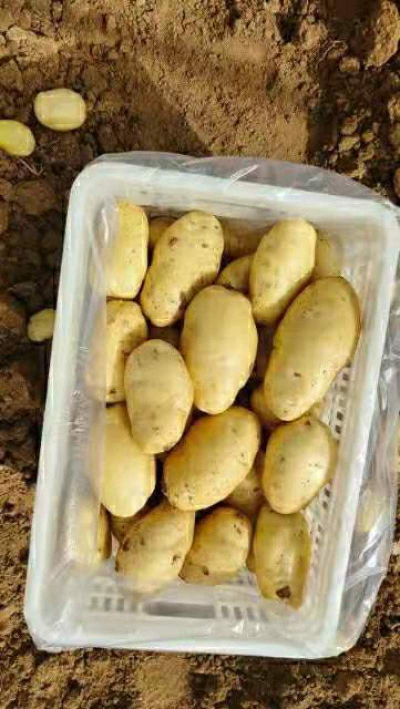 潍坊安丘荷兰系列露天土豆大量上市欢迎咨询