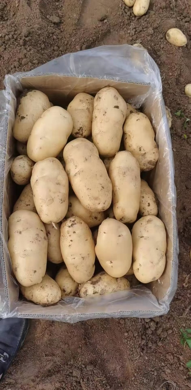 潍坊安丘荷兰系列露天土豆大量上市欢迎咨询