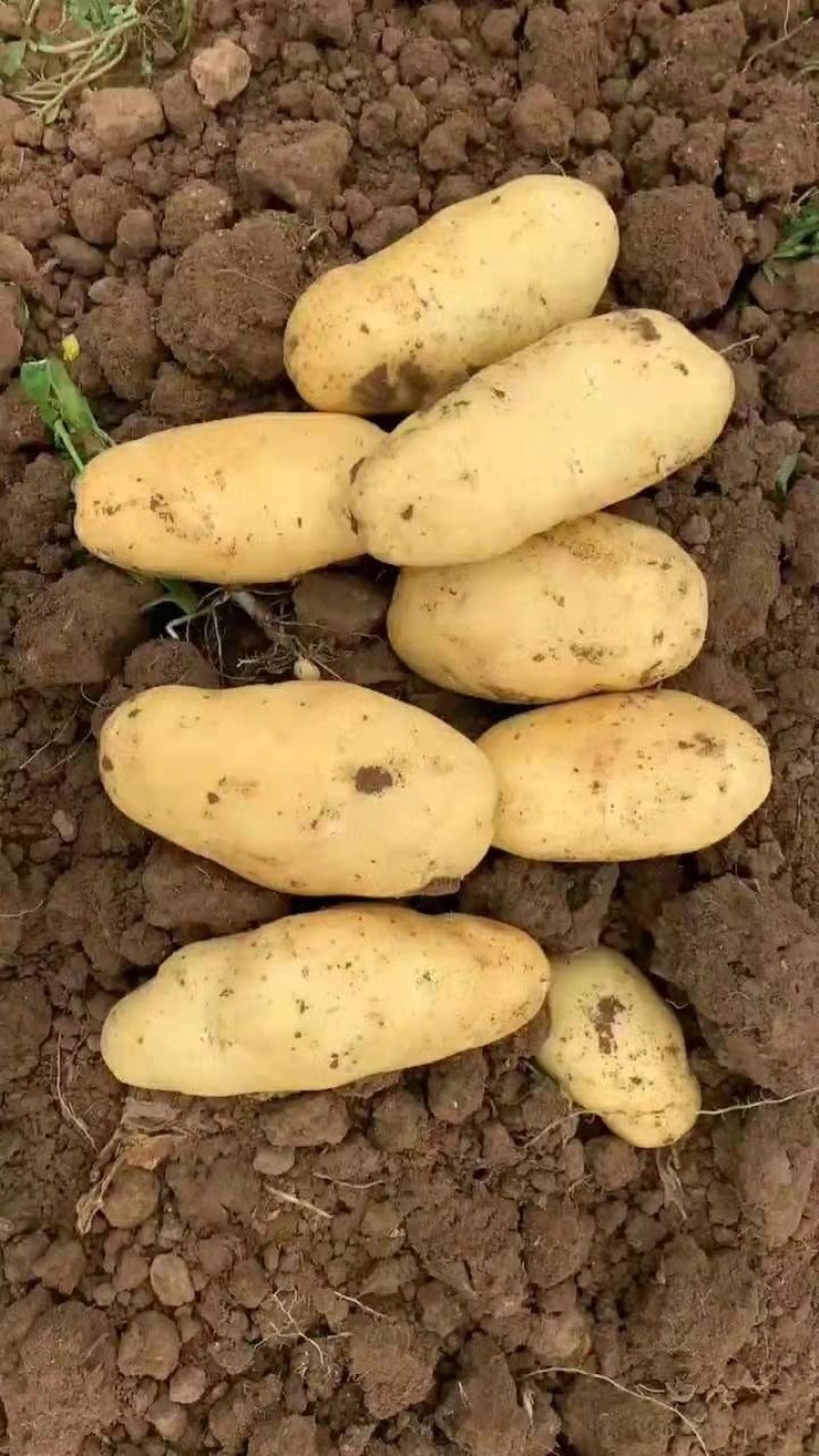 潍坊安丘荷兰系列露天土豆大量上市欢迎咨询