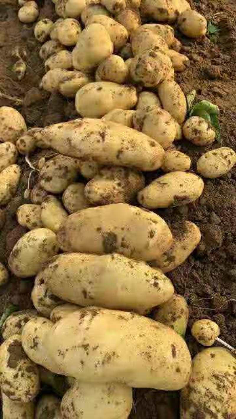 潍坊安丘荷兰系列露天土豆大量上市欢迎咨询