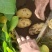 潍坊安丘荷兰系列露天土豆大量上市欢迎咨询