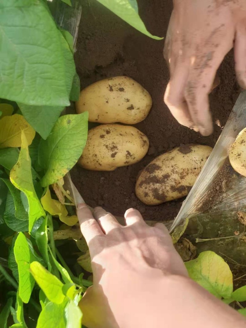 潍坊安丘荷兰系列露天土豆大量上市欢迎咨询
