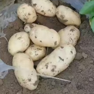 潍坊安丘荷兰系列露天土豆大量上市欢迎咨询