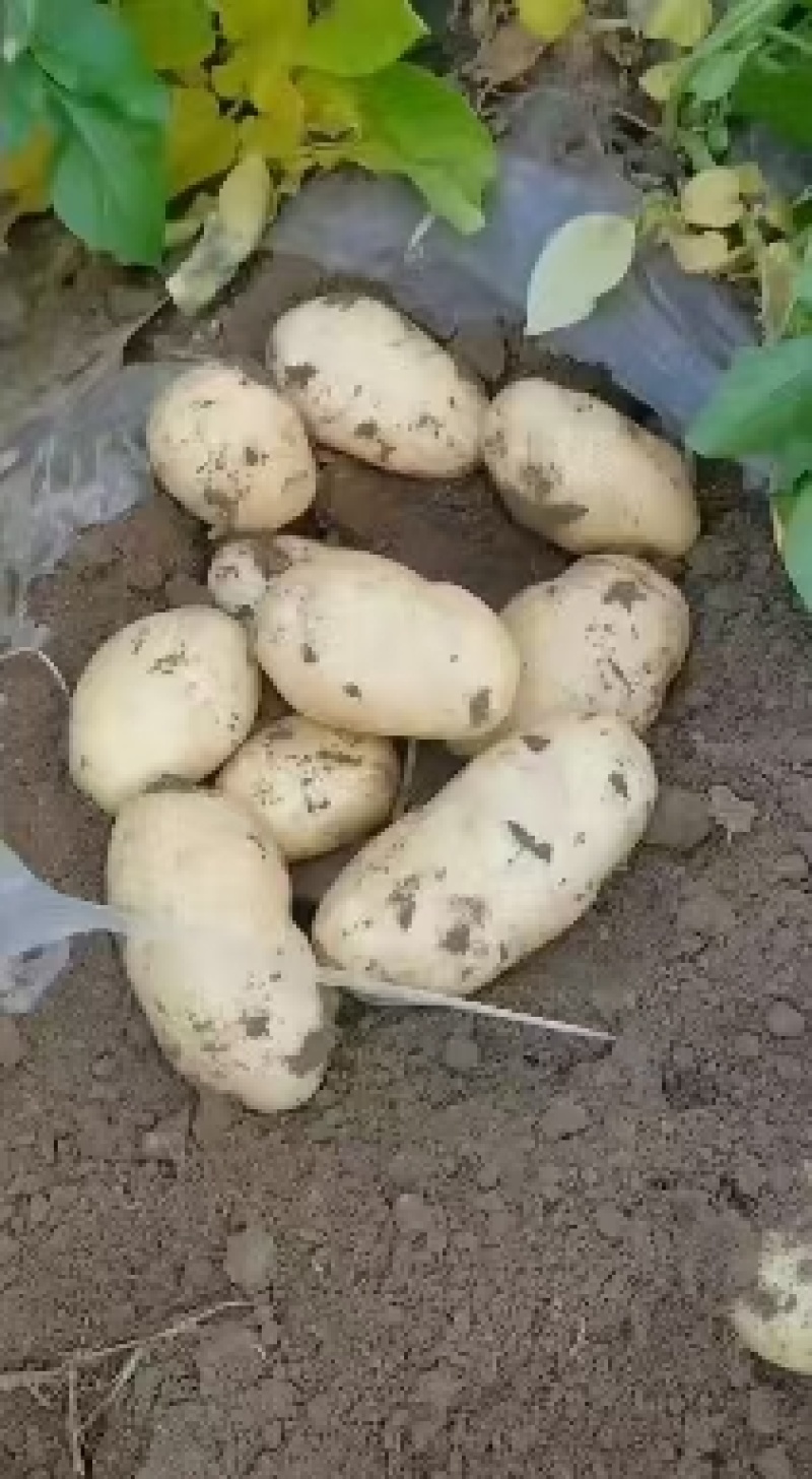 潍坊安丘荷兰系列露天土豆大量上市欢迎咨询