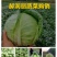 山西绿甘蓝圆包菜新货大量上市产地直销袋装散装