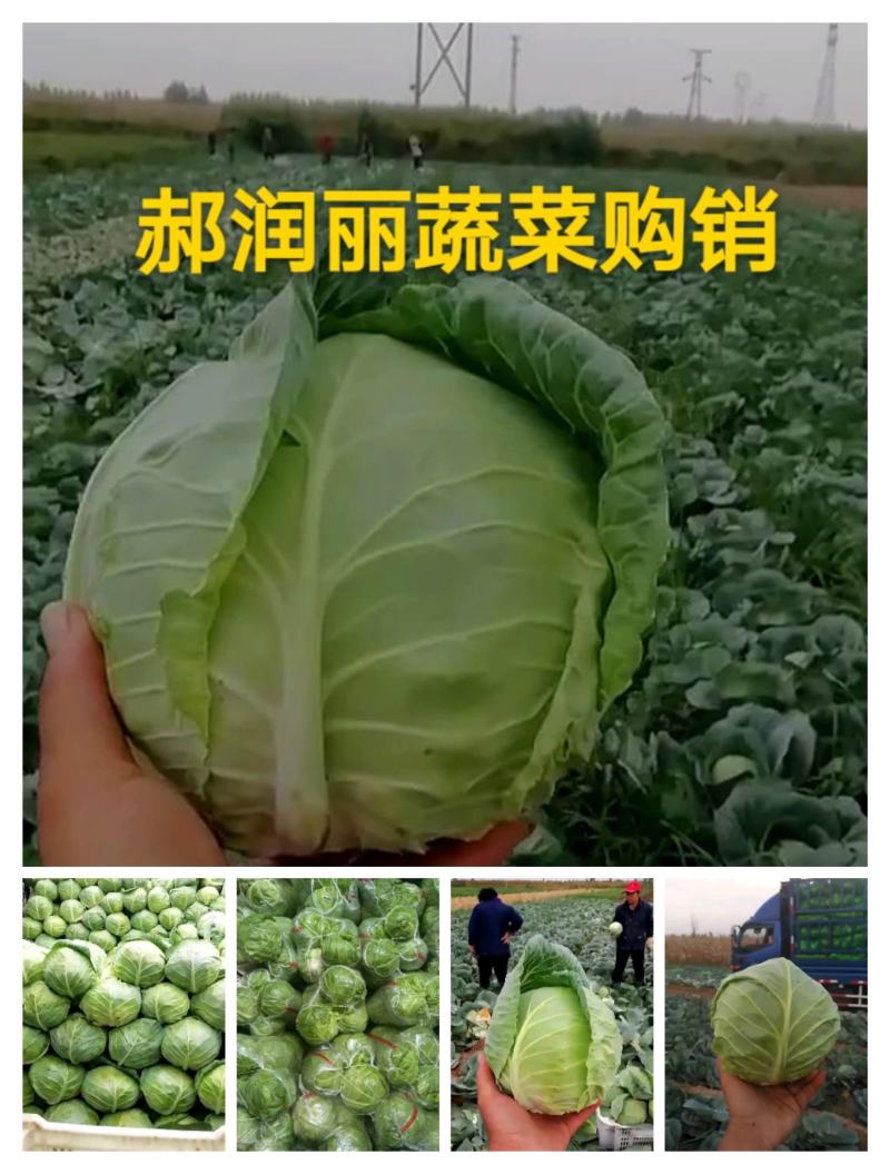 山西绿甘蓝圆包菜新货大量上市产地直销袋装散装
