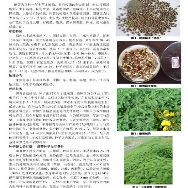 田菁种籽涝豆田箐田青碱青种子果园固氮绿肥改良土壤道路护坡