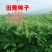 田菁种籽涝豆田箐田青碱青种子果园固氮绿肥改良土壤道路护坡