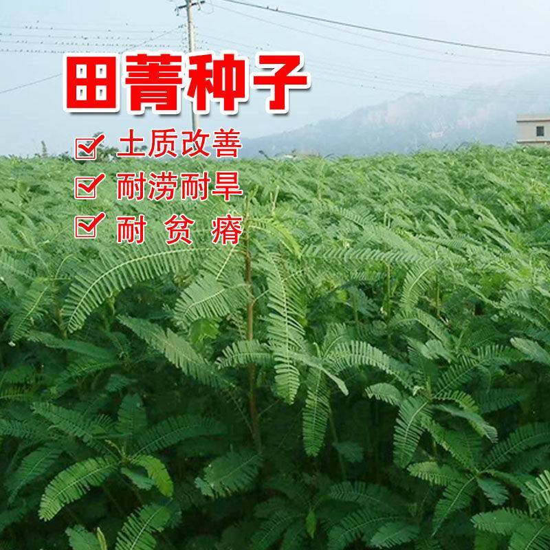 田菁种籽涝豆田箐田青碱青种子果园固氮绿肥改良土壤道路护坡