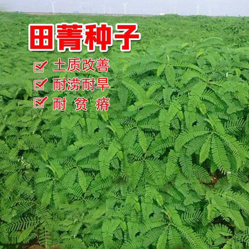 田菁种籽涝豆田箐田青碱青种子果园固氮绿肥改良土壤道路护坡