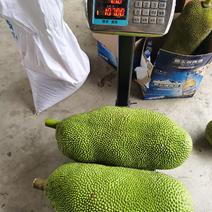 我们自己种植100亩的菠萝蜜，可有老板来收购价格好商量