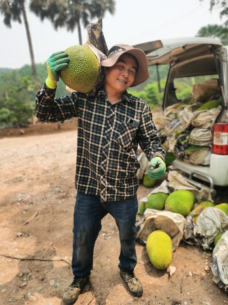 我们自己种植100亩的菠萝蜜，可有老板来收购价格好商量