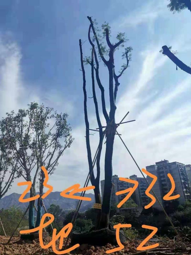 攀枝花~精品凤凰木~生货~熟货~长期大量供应