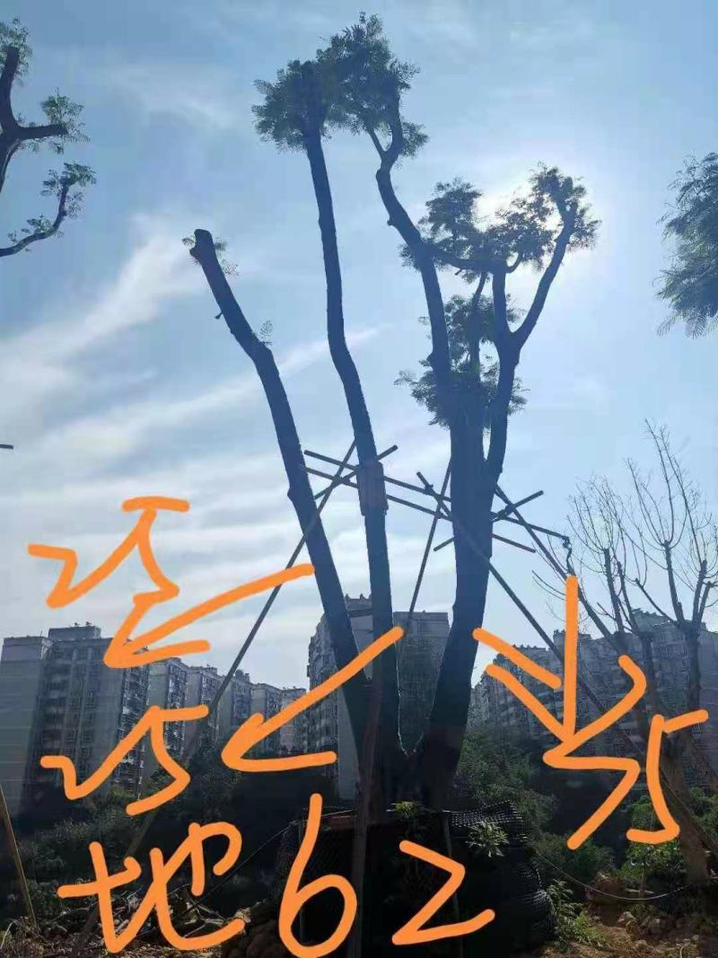 攀枝花~精品凤凰木~生货~熟货~长期大量供应
