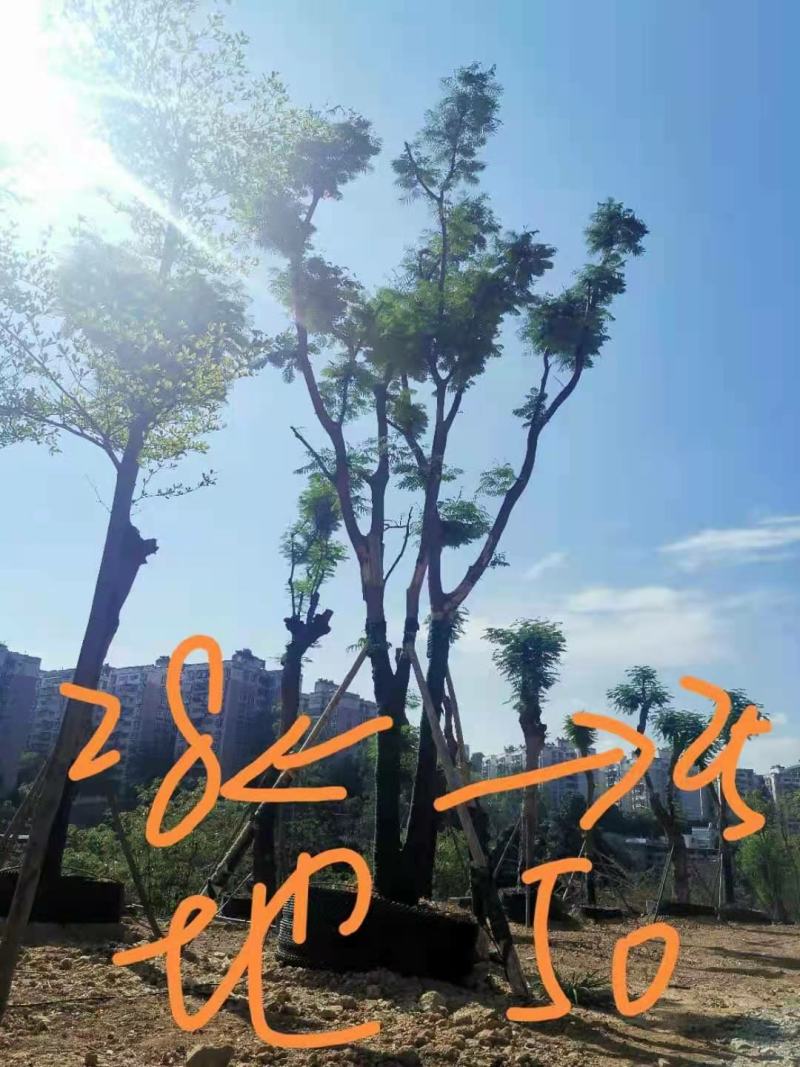 攀枝花~精品凤凰木~生货~熟货~长期大量供应