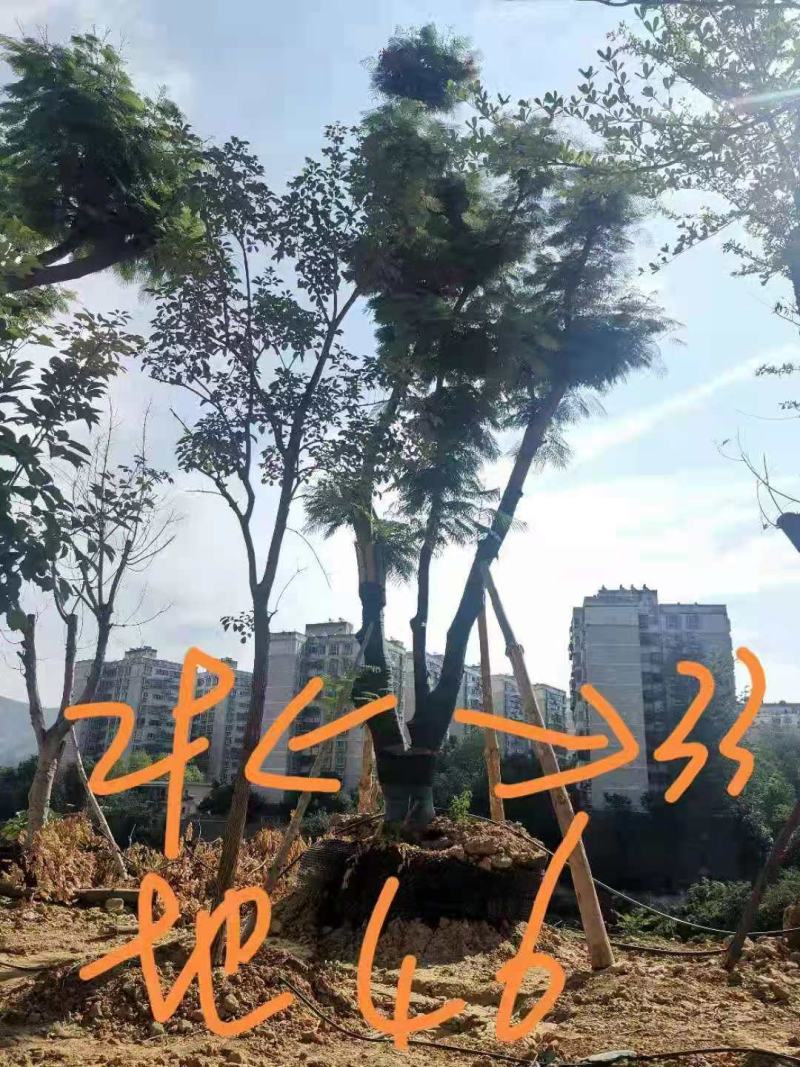 攀枝花~精品凤凰木~生货~熟货~长期大量供应