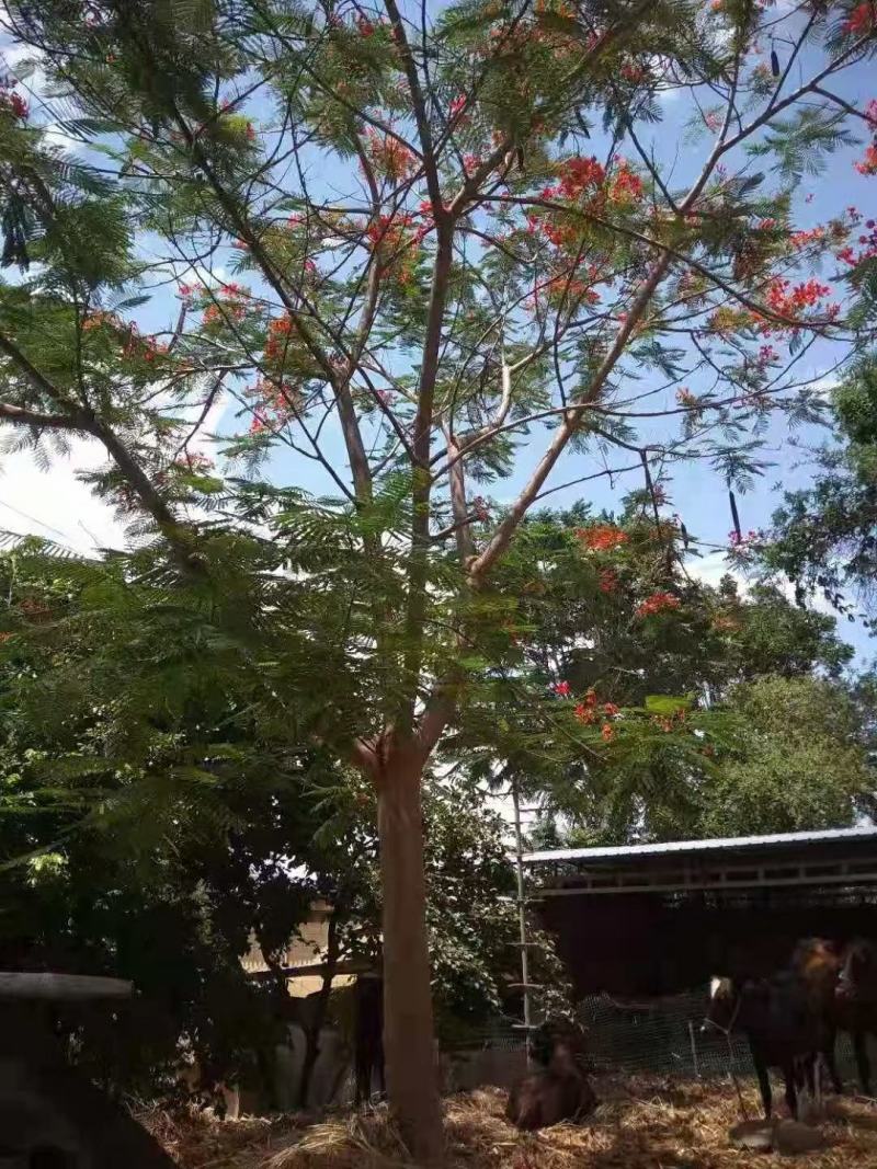 攀枝花~精品凤凰木~生货~熟货~长期大量供应