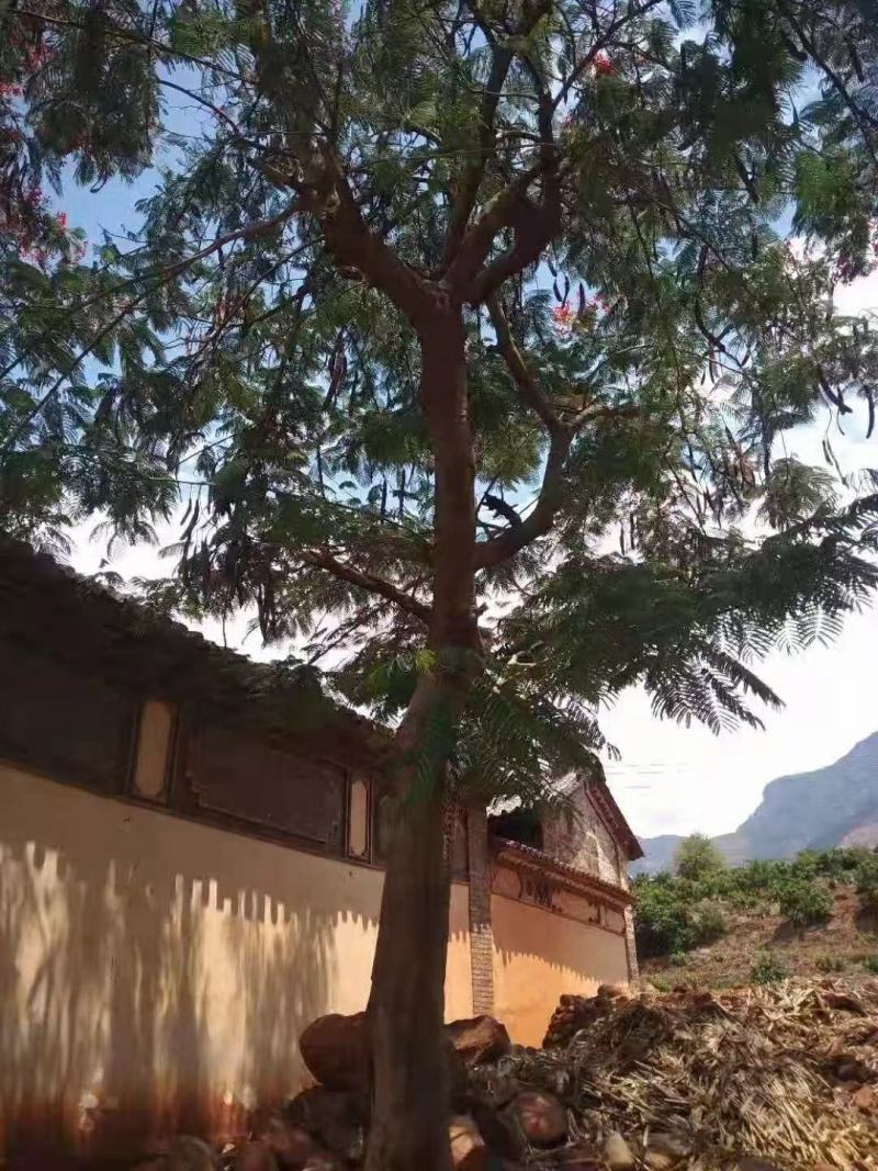 攀枝花~精品凤凰木~生货~熟货~长期大量供应