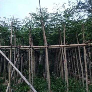 凤凰木