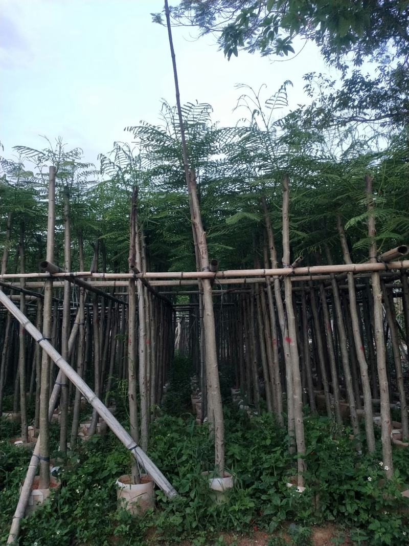 凤凰木