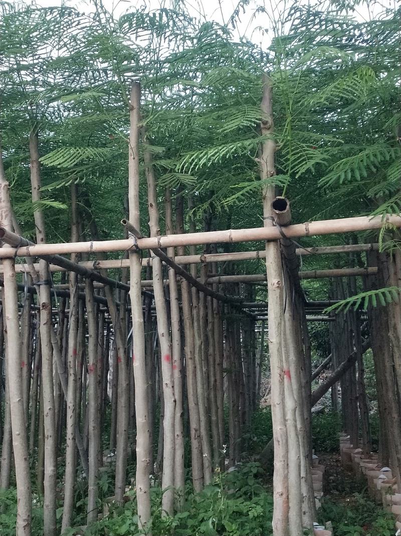 凤凰木