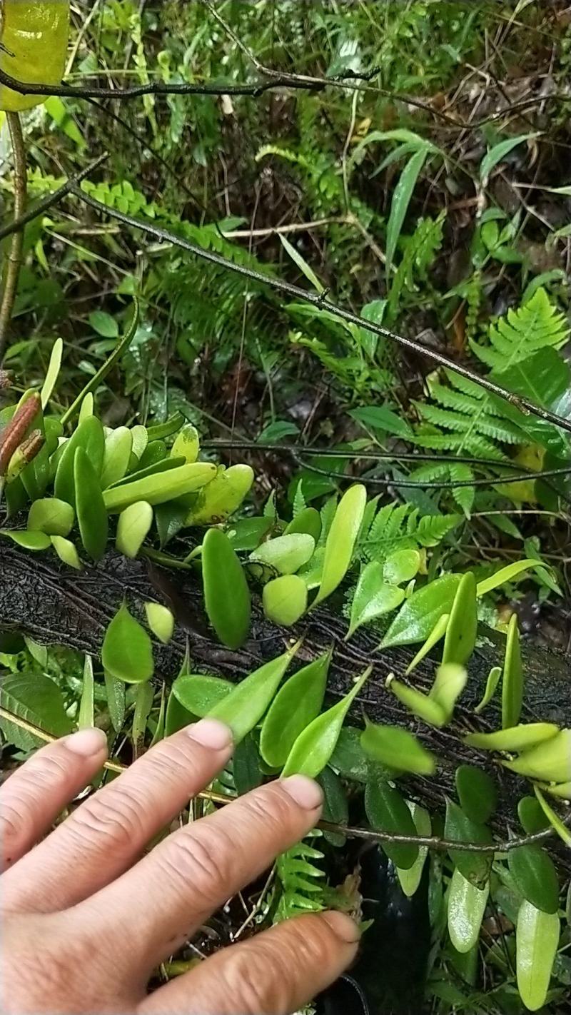 抱石莲，瓜子草(好货不贵)