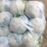 甘肃精品花菜大量上市产地直销，价格便宜欢迎前来选购