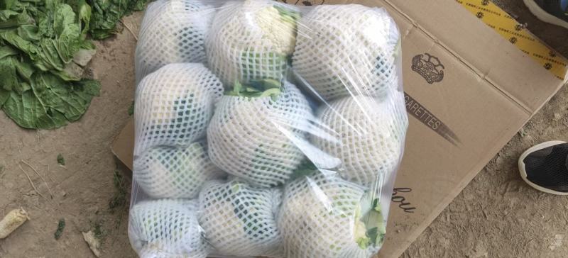 甘肃精品花菜大量上市产地直销，价格便宜欢迎前来选购