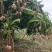 芒果